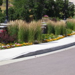 Ornamental grasses