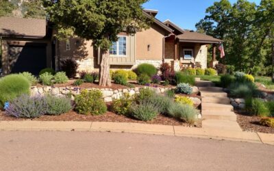 Mythbusting Xeriscaping: Addressing Common Concerns About Water-Wise Landscapes