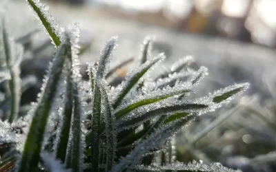 Bring Your Lawn Back to Life After a Harsh Winter