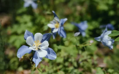 Why It’s Important to Choose Native Plants for Your Colorado Springs Garden
