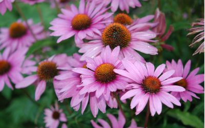 10 Native Plants to Incorporate in Your Colorado Springs Landscape