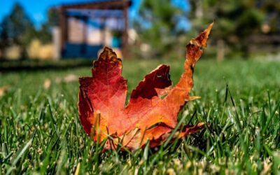 Embrace the Change: Getting Your Yard Ready for the Cozy Days of Fall