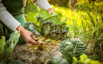 Create a Resilient Landscape: Permaculture in the Pikes Peak Region