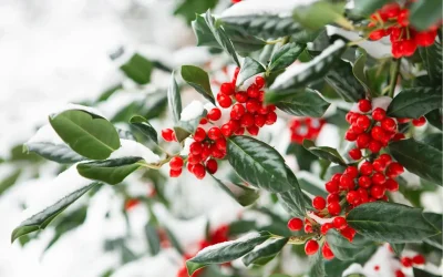 Top Winter Plants to Add Color to Your Colorado Springs Landscape