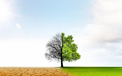 Smart Summer Drought Prevention Tips for Your Colorado Springs Yard