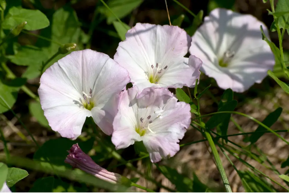 Bindweed (Convolvulus arvensis)