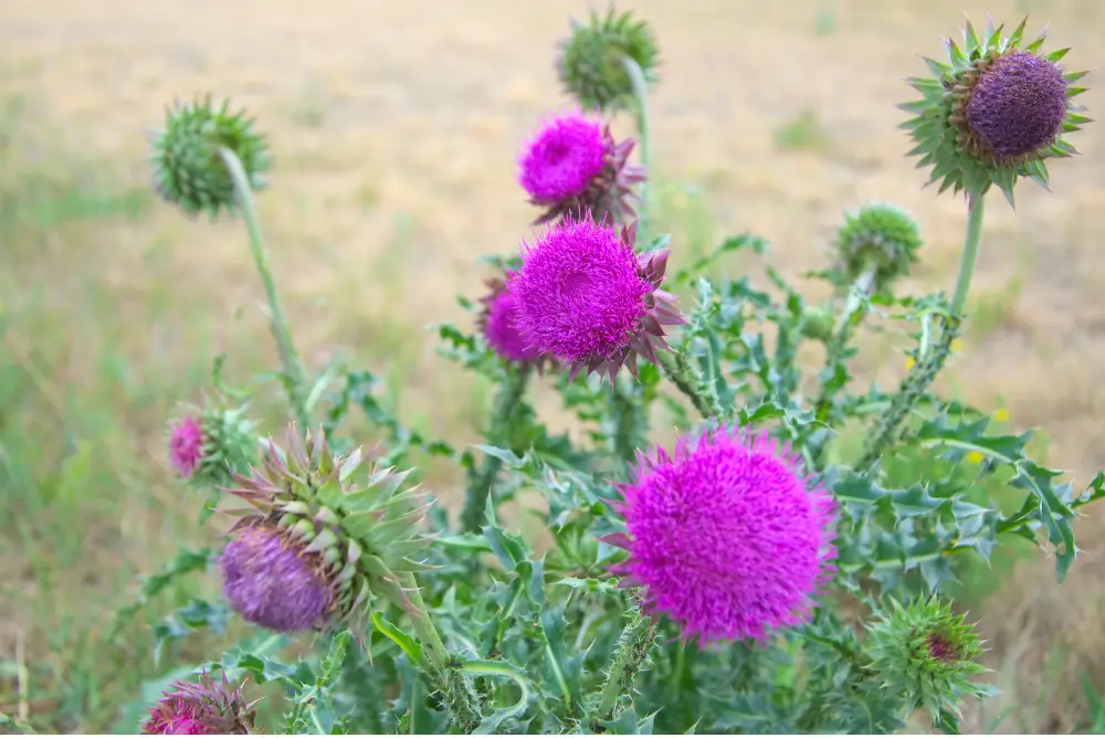 Canada Thistle (Cirsium arvense)