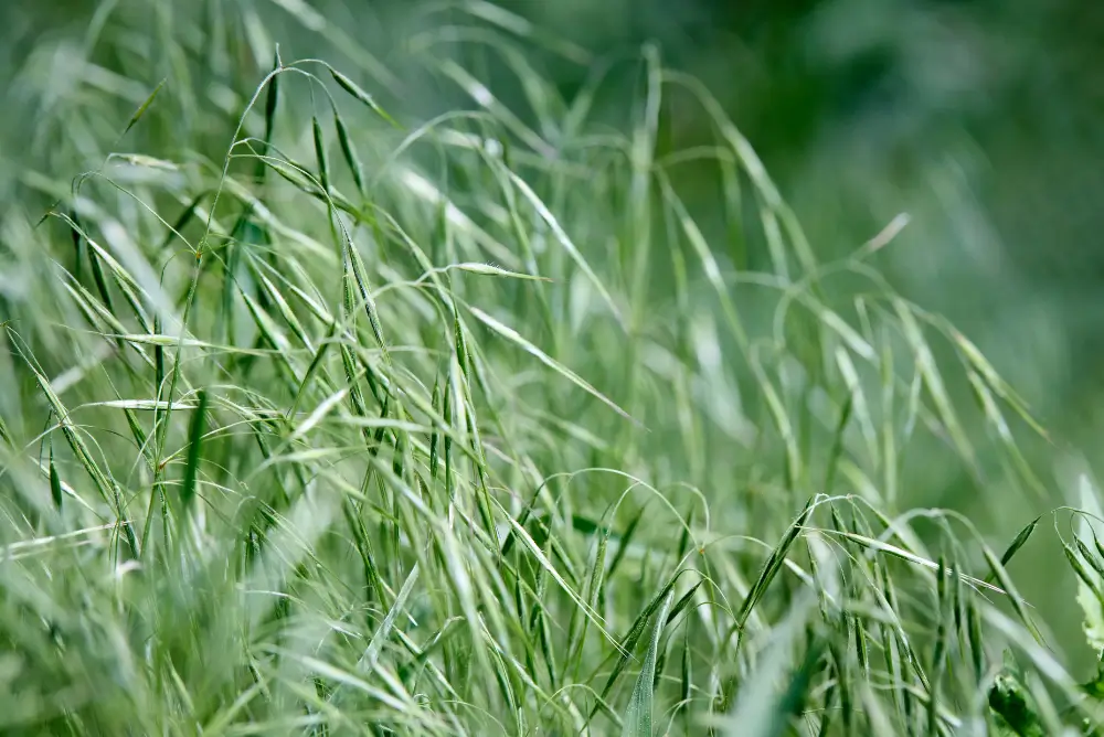 Cheatgrass (Bromus tectorum)