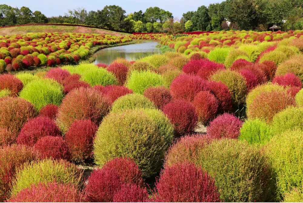 Kochia (Kochia scoparia)