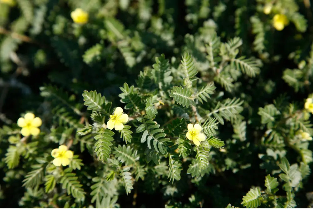 Puncturevine (Tribulus terrestris)
