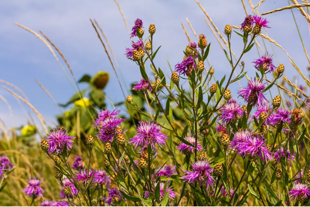 Russian Knapweed (Acroptilon repens)