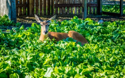 Protecting Your Investment: Designing Garden Beds with Integrated Deer and Rabbit Prevention