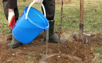 The Colorado Winter Watering Guide: Yes, Your Trees Are Thirsty!