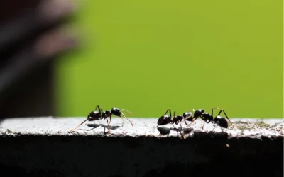 Is Your Patio Furniture a Five-Star Resort for Pests?